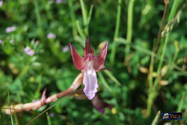 orchis papilionacea.JPG